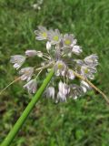 Allium paniculatum. Верхушка побега с соцветием. Карачаево-Черкесия, Урупский р-н, окр. с. Курджиново, остепнённый выход скалы. 3 августа 2019 г.