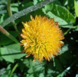 Taraxacum officinale