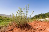 Galium verum