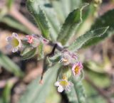 Nonea echioides