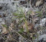 Sanguisorba officinalis