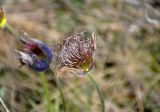 Pulsatilla patens