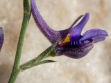 Delphinium peregrinum