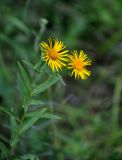 Inula japonica