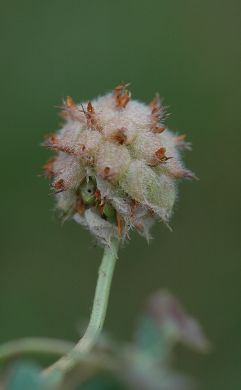 Изображение особи Trifolium fragiferum.