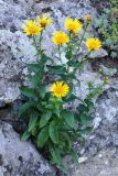 Inula aspera. Цветущие растения на известняковых выходах. Крым, склон горы Ю. Демерджи. 16.07.2021.