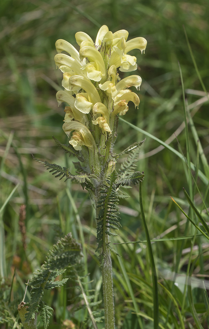 Изображение особи Pedicularis sibthorpii.