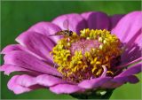 Zinnia elegans