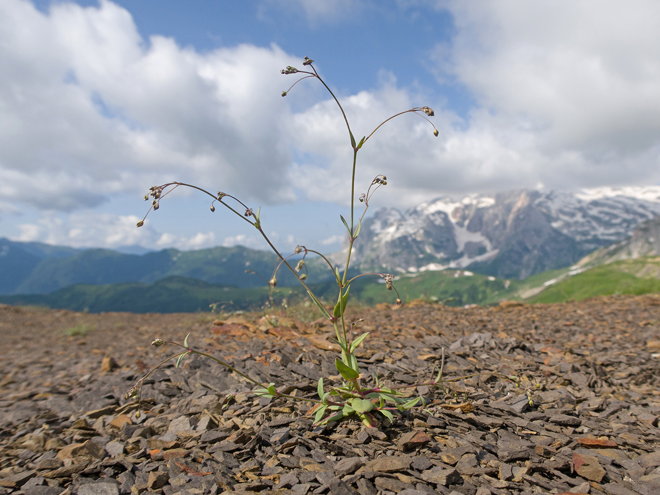 Изображение особи Gypsophila elegans.