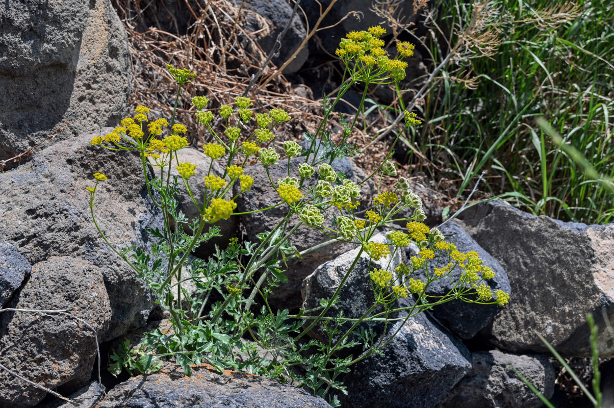 Изображение особи Pastinaca pimpinellifolia.