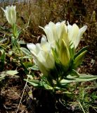 Gentiana gelida