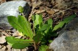 род Taraxacum