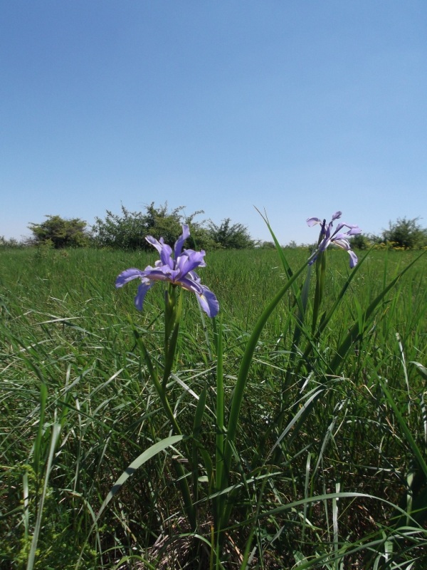 Изображение особи Iris notha.