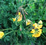 Lotus corniculatus