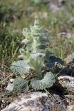 Paraeremostachys karatavica. Вегетирующее растение. Южный Казахстан, горы Каракус; высота 900 м н.у.м. 20.04.2012.