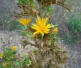 Scolymus hispanicus. Часть побега с соцветием. Крым, Байдарская долина, окр. пос. Орлиное. 1 сентября 2012 г.