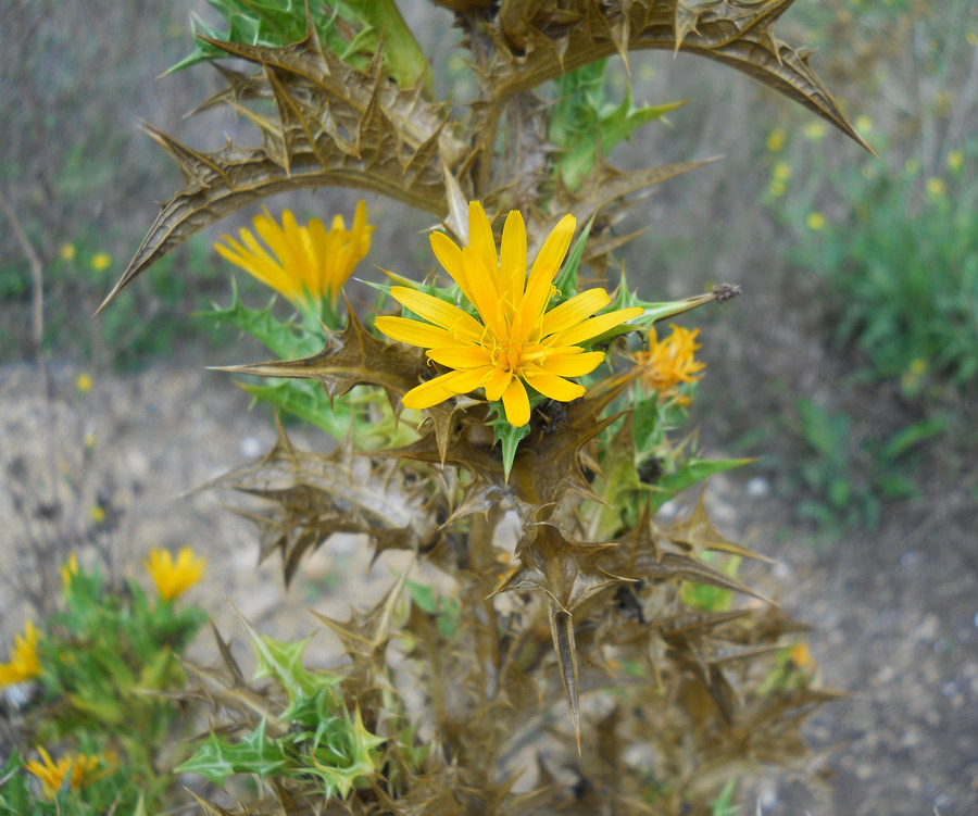 Изображение особи Scolymus hispanicus.