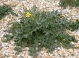 Senecio vernalis