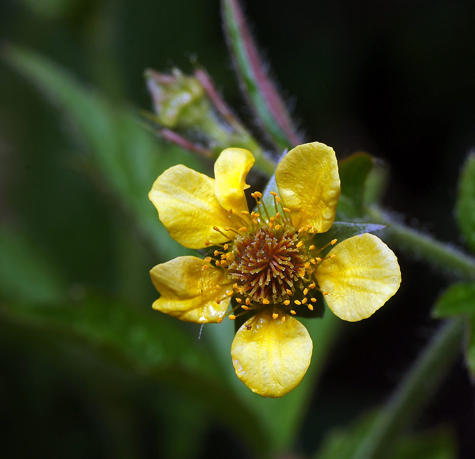 Изображение особи Geum urbanum.