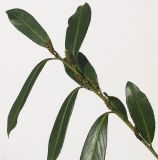 Lauro-cerasus officinalis