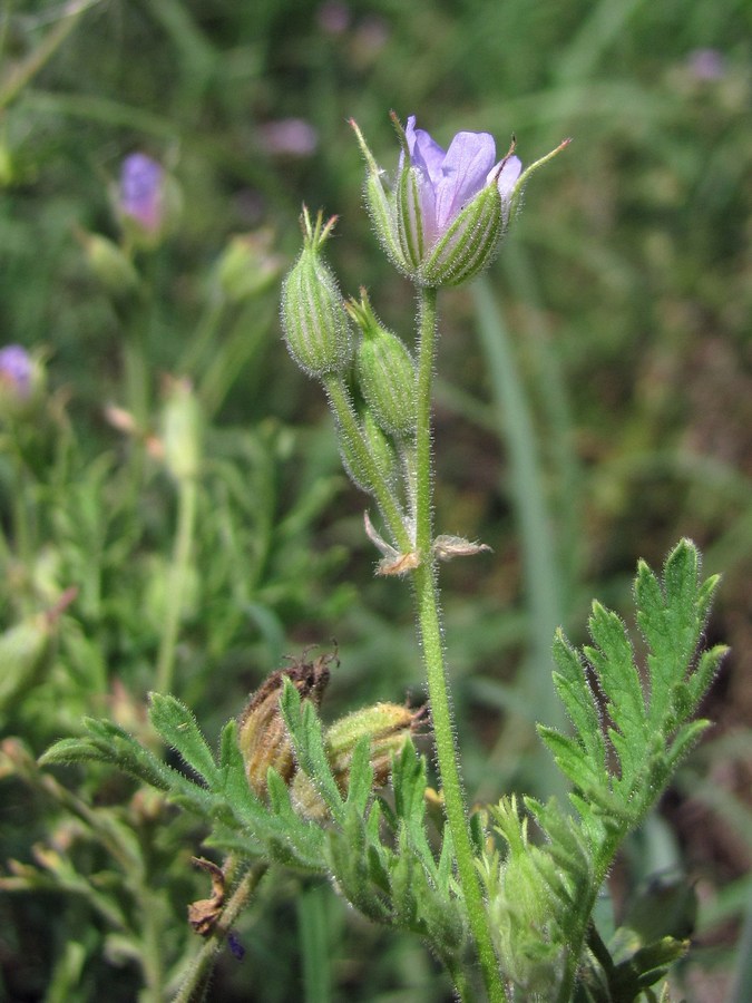 Изображение особи Erodium ciconium.