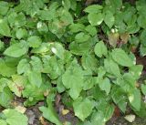 Epimedium stellulatum