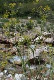 Ferula tschimganica