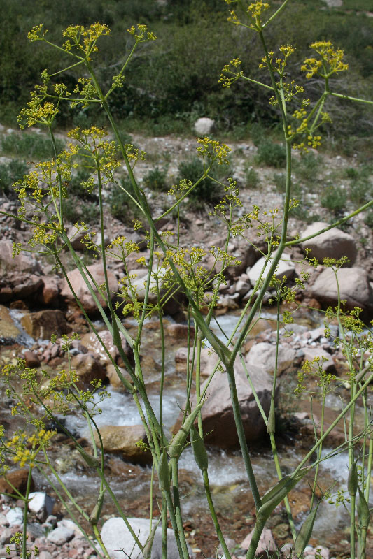 Изображение особи Ferula tschimganica.