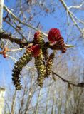 Populus balsamifera