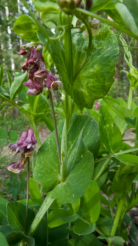 Изображение особи Lathyrus pisiformis.