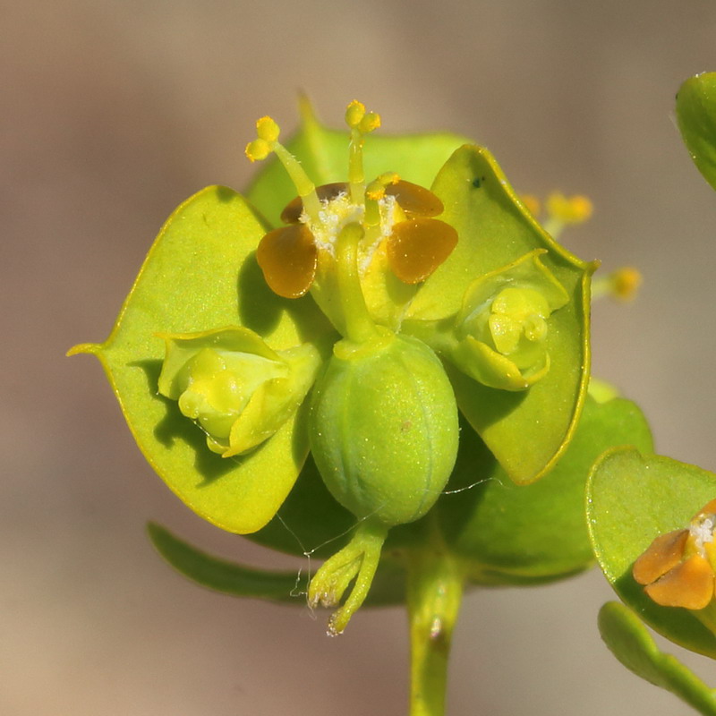 Изображение особи Euphorbia seguieriana.