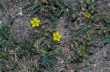 Potentilla orientalis