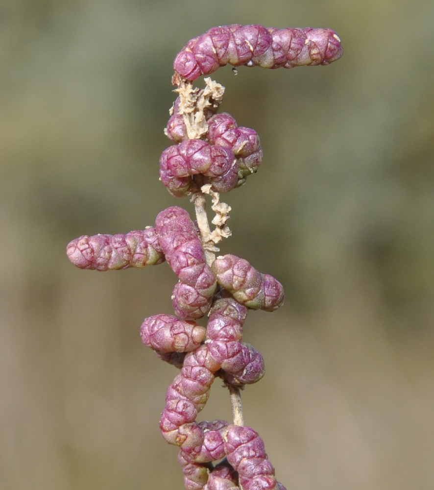 Изображение особи Sarcocornia fruticosa.