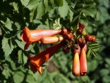 Campsis radicans