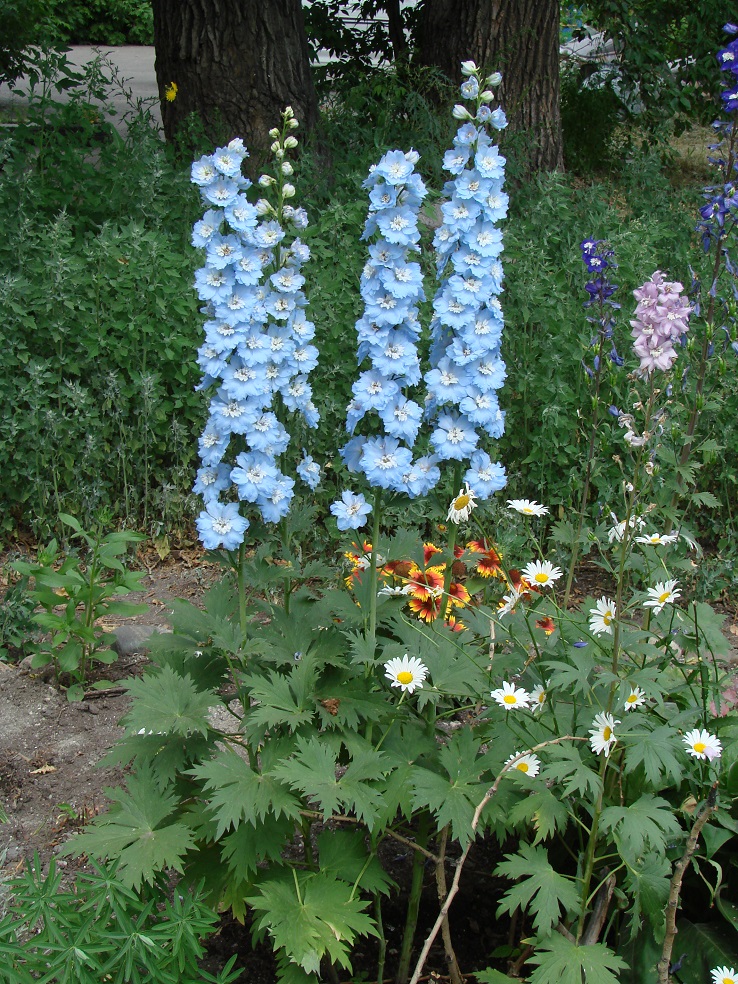 Изображение особи Delphinium &times; phoeniceum.