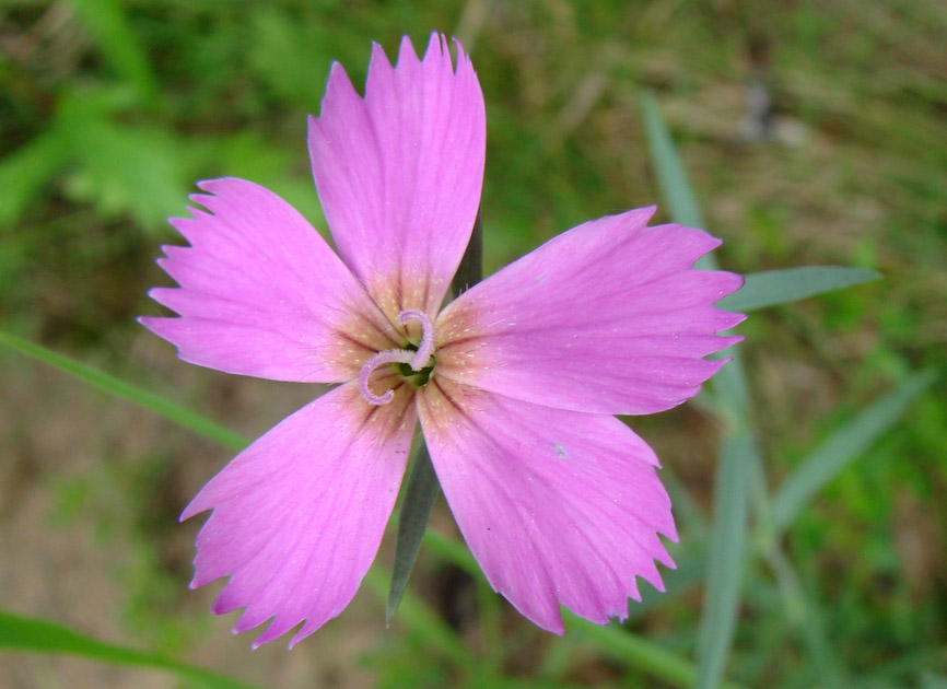 Image of Dianthus repens specimen.