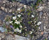 Minuartia arctica