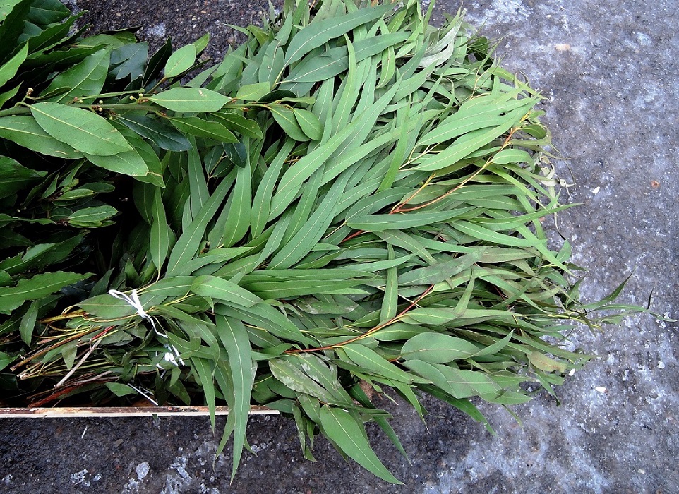 Изображение особи Eucalyptus viminalis.
