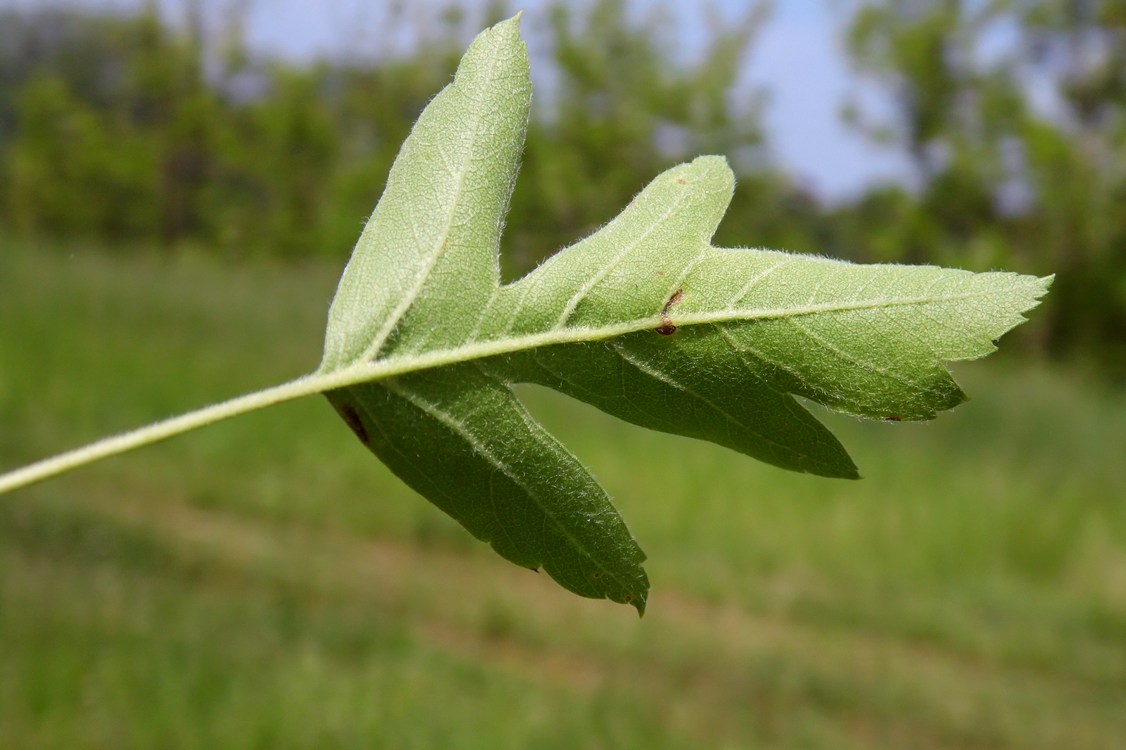 Изображение особи Crataegus pentagyna.