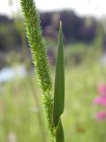 Phleum phleoides