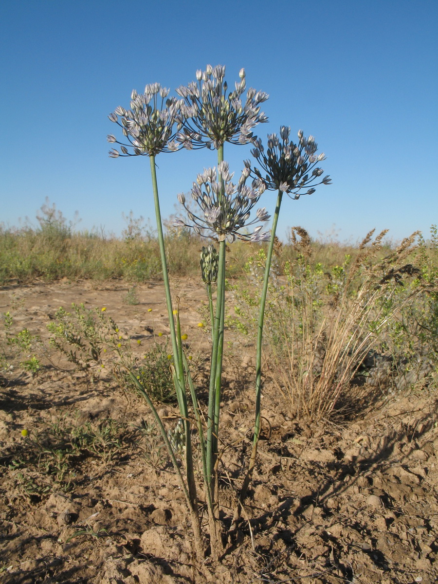 Изображение особи Allium caesium.