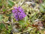 Veronica densiflora