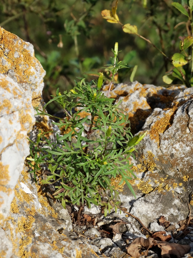 Image of Bidens parviflora specimen.