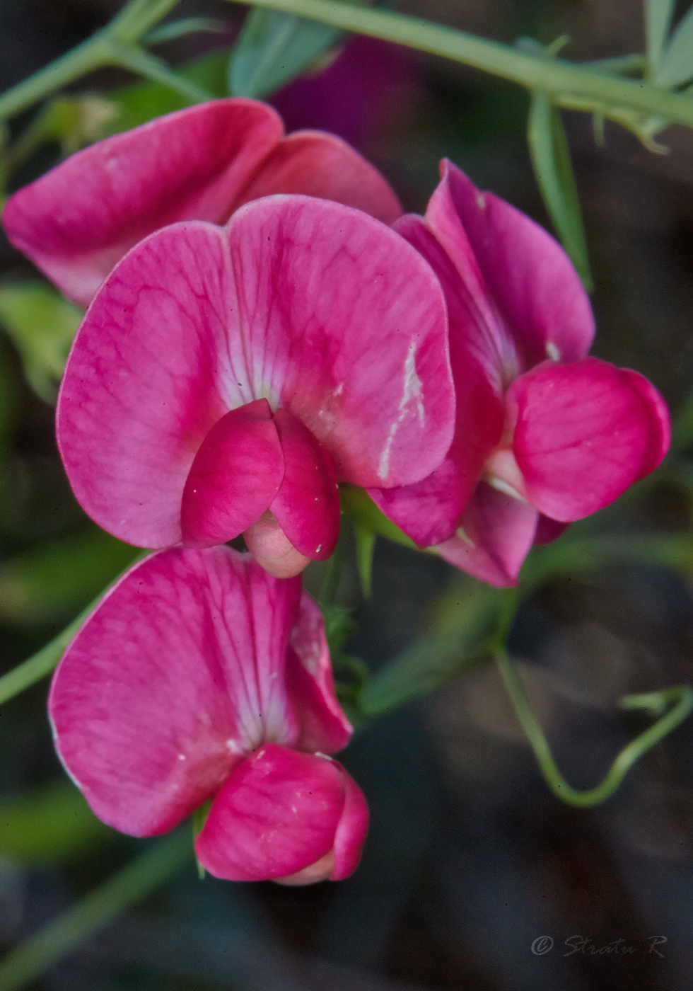 Изображение особи Lathyrus tuberosus.