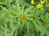 Bidens radiata