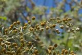 Artemisia arborescens. Веточка соцветия. Греция, о-в Крит, ном Ханья (Νομός Χανίων), дим Киссамос (Κίσσαμος), рудеральное местообитание между сельскохозяйственными угодьями и просёлочной дорогой. 20 июня 2017 г.