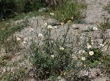 Pyrethrum glanduliferum