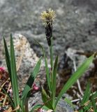 Carex riishirensis