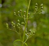 Scrophularia nodosa