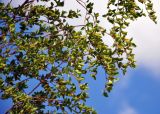 Betula microphylla